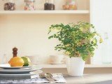 Consejos para plantas de interior