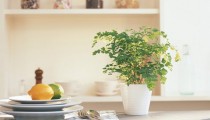 Consejos de plantas para interior
