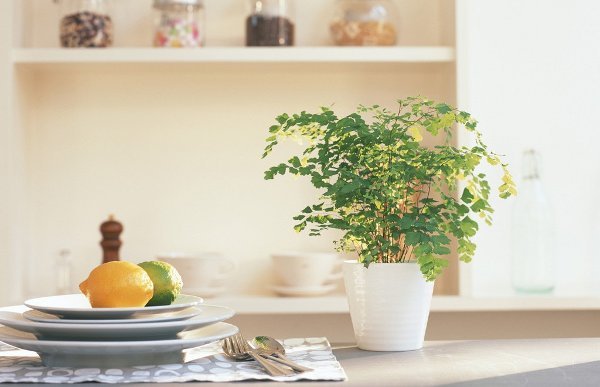 planta de interior en la cocina