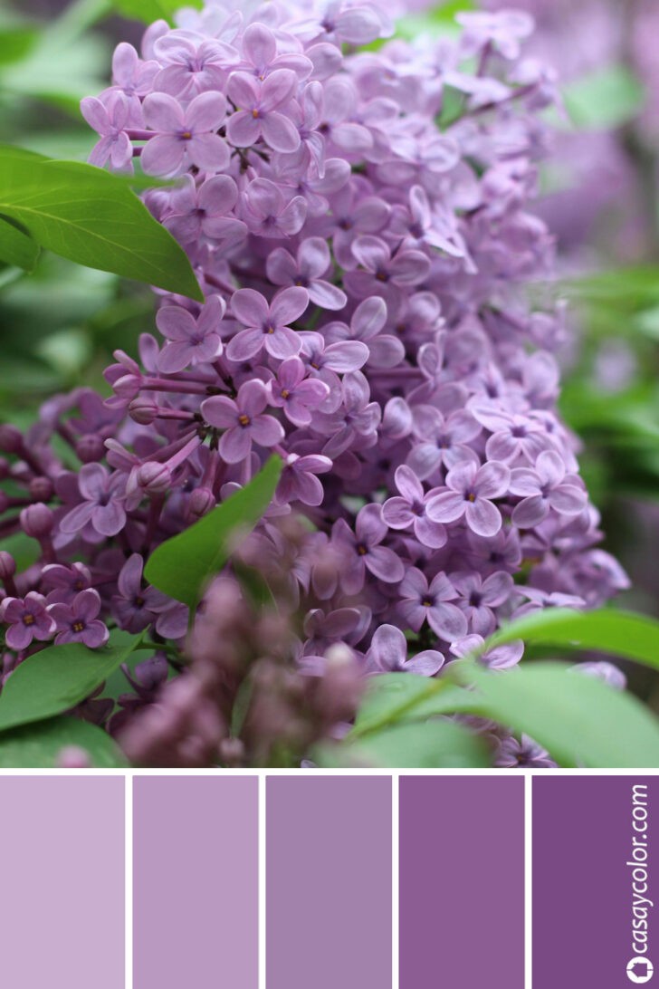 Paleta de color lila