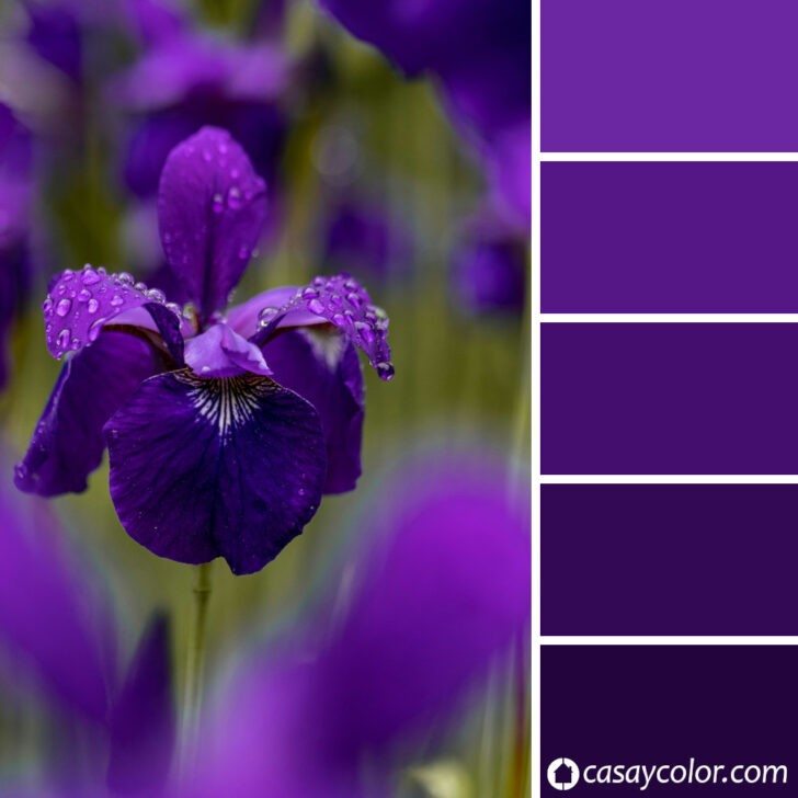 Paleta de colores violeta