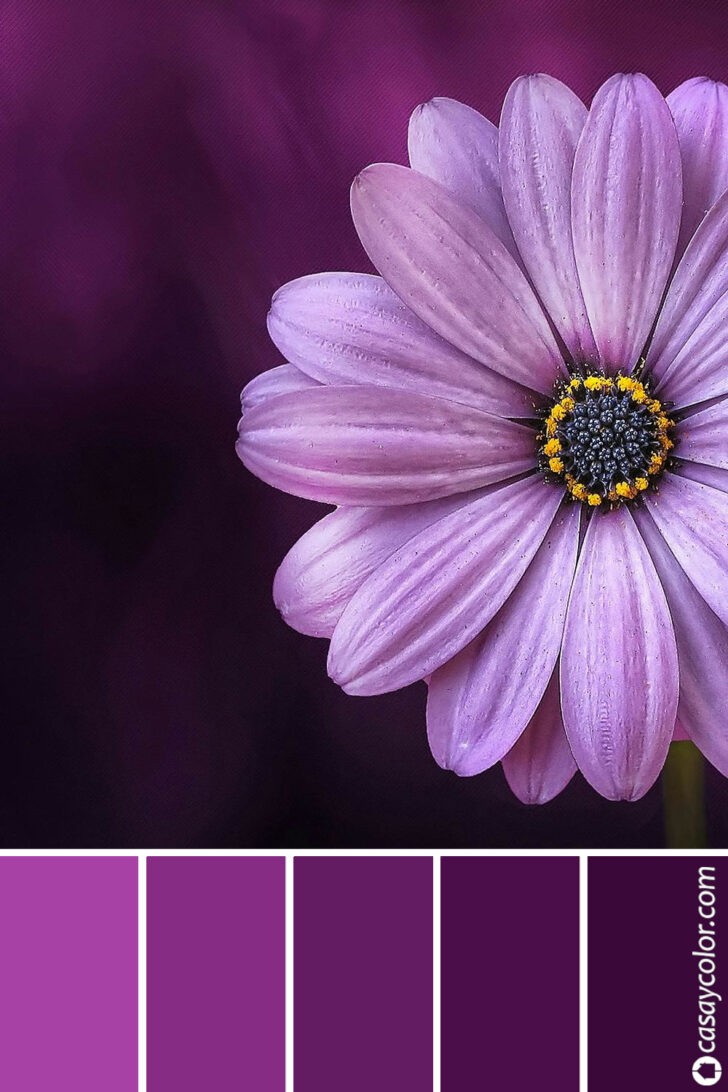 Paleta de colores púrpura